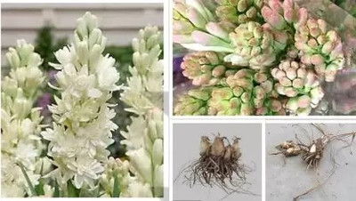 GREENSEA Tuberose, Rajnigandha Flower Seed(11 per packet)