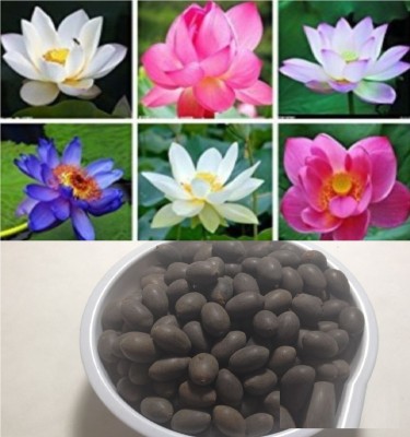 Hudgle Japanese Rainbow Lotus Flower Seed(15 per packet)