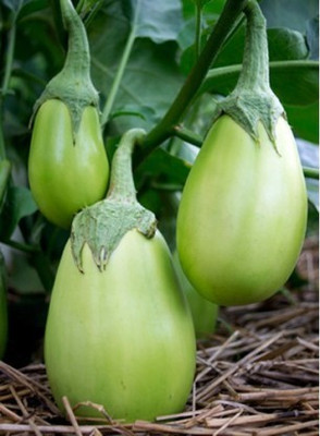 XOLDA Brinjal green Seed(36 per packet)