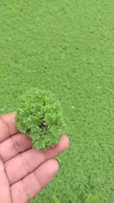 Pbevergreen azolla plant seeds/azolla seeds 330 Seed(330 per packet)