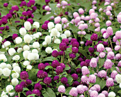 XOLDA Gomphrena Seed(20 per packet)