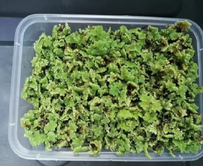 the green dotcom aquariam plant seeds/Ajolla seeds Seed(500 per packet)