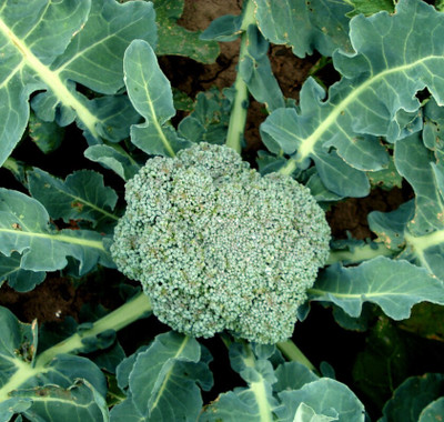 Cloud Farm Broccoli Vegetable Seeds Seed(10 per packet)