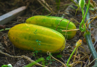 XOLDA Cucumber yellow round Seed(40 per packet)