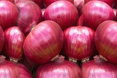 the green dotcom onion vegetable hybrid seeds 1-packet Seed(105 per packet)