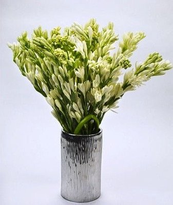 GREENSEA Tuberose Flower Seed(6 per packet)