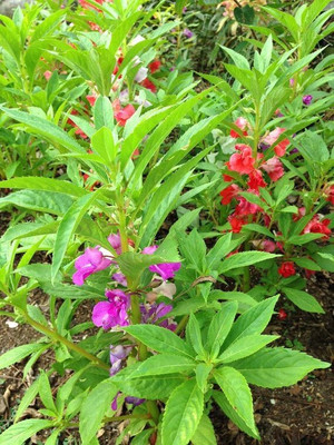 the green dotcom Balsam Mixed Seed(105 per packet)