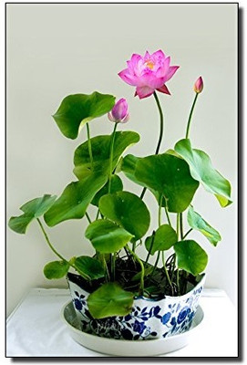 CRGO LOTUS , KAMAL Seed(24 per packet)