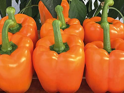 Qualtivate PUAS-4A ORANGE CAPSICUM SIMLAMIRCHI SEEDS Seed(100 per packet)