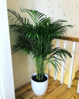 SUAA Areca Palm Seeds High Germination Seed(9 per packet)