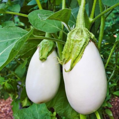 Khushi Prova bengan seeds/brinjal seeds 56 Seed(56 per packet)