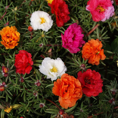 Lorvox 9'0 Clock Flower Seed(100 per packet)