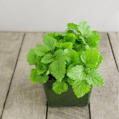 Mozette Organic lemon balm herb Seed(31 per packet)