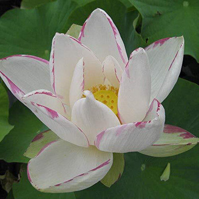 CRGO LOTUS , KAMAL Seed(12 per packet)