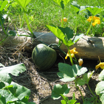 jkfarm Pumpkin, Kaddu, Kumro Seed(32 per packet)