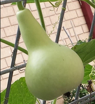 Avysa Round Bottle Gourd, Ghiya Seed(150 per packet)