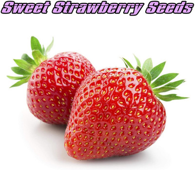 XOLDA Strawberry Seed Seed(25 per packet)