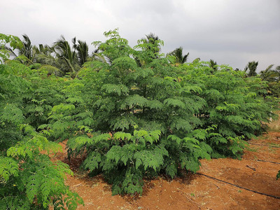 Qualtivate GBPT-8A Pkm-1 Drumstick(Moringa) Seeds Seed(50 per packet)