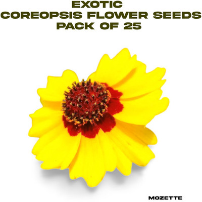Mozette Exotic coreopsis flower seeds Seed(25 per packet)