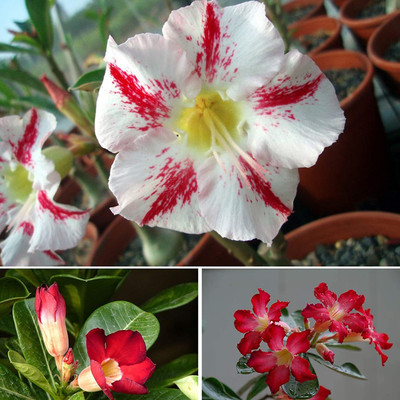 the green dotcom ™ Adenium Flower Tropical Flower Plant Seeds(20 Seeds) Seed(55 per packet)