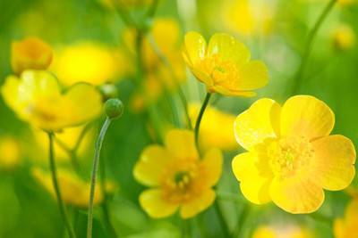 Hybrid Galaxy buttercup beautiful flower hybrid seeds 1-packet Seed(10 per packet)