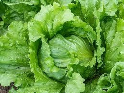 GARDENIFY INDIA F1 HYBRID BUTTER HEAD LETTUCE BEST QUALITY SEEDS & PLANT Seed(1000 per packet)