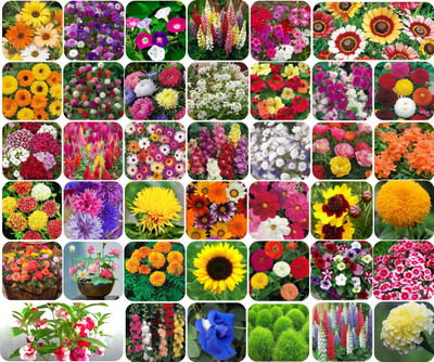 SUAA Combo of 40 Variety Flower Seeds Combo pack Seed(4100 per packet)