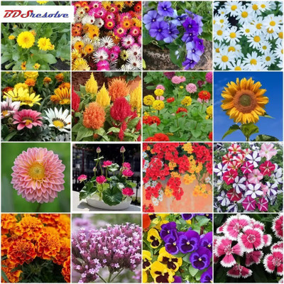 Pbevergreen Mix variety flower seeds combo pack 16 type flower seeds pack of 190 Seed(190 per packet)