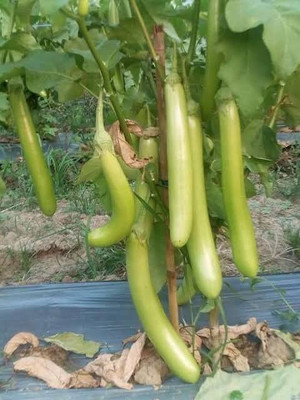 XOLDA Organic Brinjal green long Seed(11 per packet)