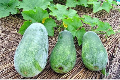 the green dotcom ash gourd gebetable seeds for Kitchen/Ash gourd seed 49 Seed(49 per packet)