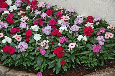 the green dotcom Vinca Nana Rose/Sadabahar Seed(26 per packet)
