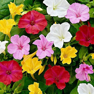 the green dotcom Sondhamoni time flower mix color variety flower seeds Seed(136 per packet)