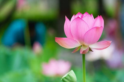 Hybrid Galaxy lotus beautiful flower hybrid seeds 1-packet Seed(10 per packet)