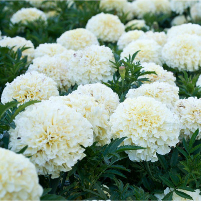 Aywal Marigold F2 Dwarf Double Orange Flower Seed(2 per packet)