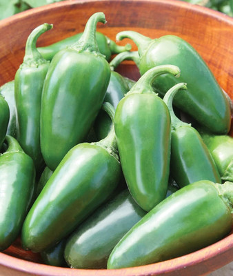 KNESSiN F1 Hybrid Jalapeno Early Hot Pepper Seeds for Terrace Gardening-(600 Seeds) Seed(600 per packet)