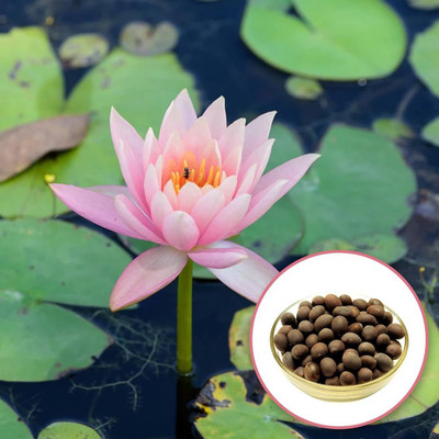 Infintegreen Lotus Flower Seed(100 per packet)