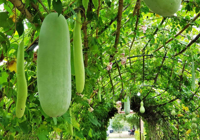 seedito Ash Gourd Mithai Petha and Squash Waltham Butternut Seed Seed(47 per packet)