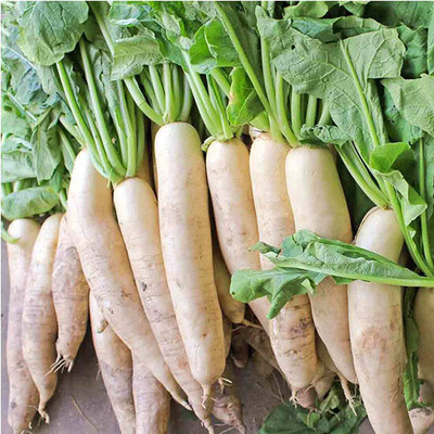 Cloud Farm Radish, Mooli Seed(130 per packet)