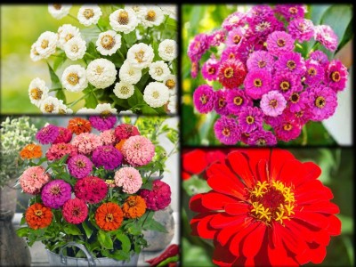 Gromax India Attractive Flower 4 Rare Variety Combo Pack For Your Beautiful Home Garden Each Seed(160 per packet)