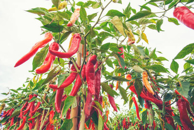 Kodali Hybrid F1 Chilli Seeds Pack Of 50 Seed(50 per packet)
