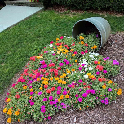 SUAA Portulaca mix flower seeds for gardening Seed(50 per packet)