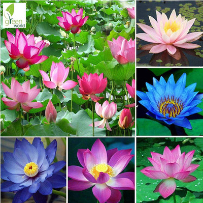 BHUSAN lotus plant flower seed seeds for best Seed(20 per packet)