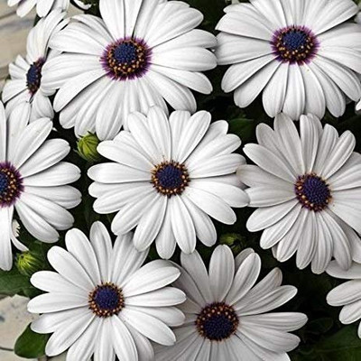 Lorvox Dimorphotheca Crosta White Seed(100 per packet)