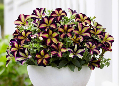 Lorvox Plumb Pudding Easy Wave Petunia Flower Seed(70 per packet)