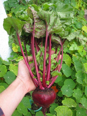 Pbevergreen sugar beetroot seeds/beetroot seed 35 Seed(35 per packet)