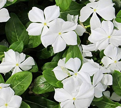 Seedsqlty vinca mixed flower seeds Seed(16 per packet)
