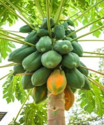 the green dotcom Papaya Seed(150 per packet)