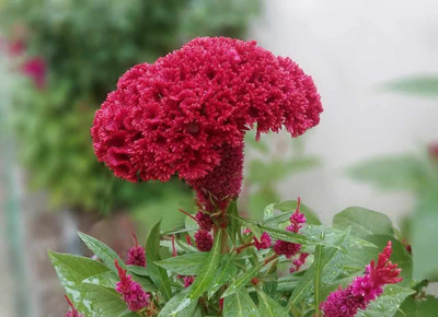 Lorvox Cockscomb Seed(60 per packet)
