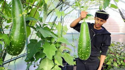 DEYS AGRO ™ f1 hybrid long bottle gourd seeds,lauki|lau|bottle guard Seed(22 per packet)