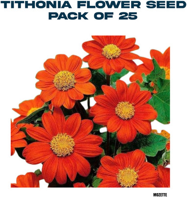 XOLDA Exotic Tithonia Seed Seed(25 per packet)